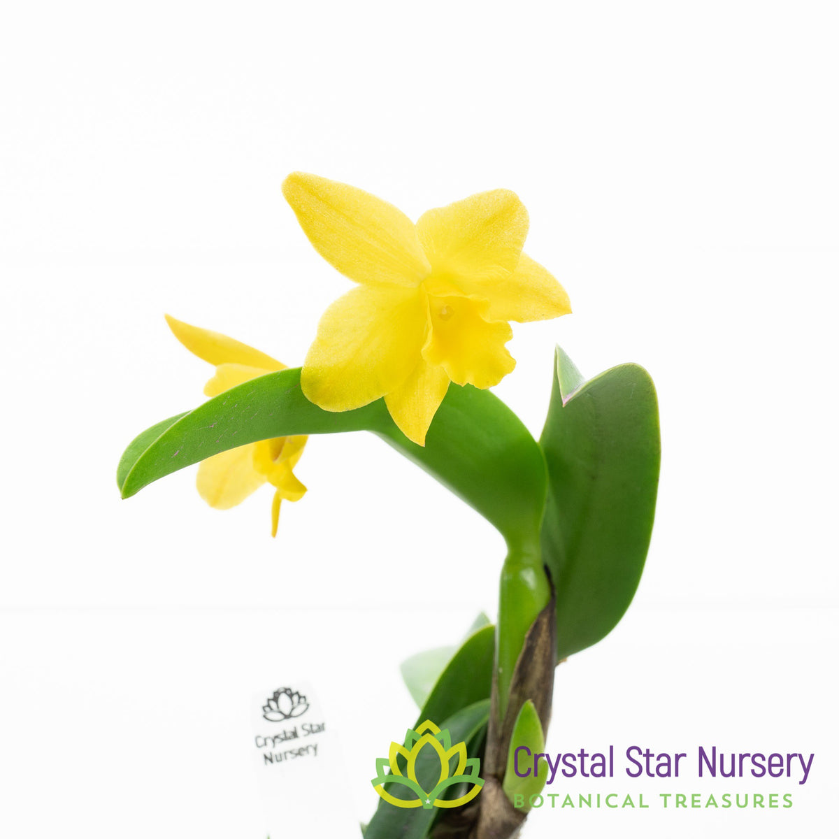 Cattleya Shinfong Little Love x Cernua