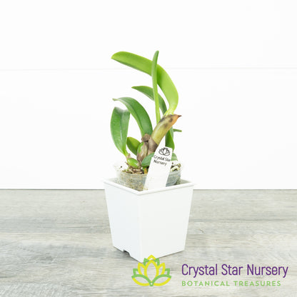 Cattleya Shinfong Little Love x Cernua