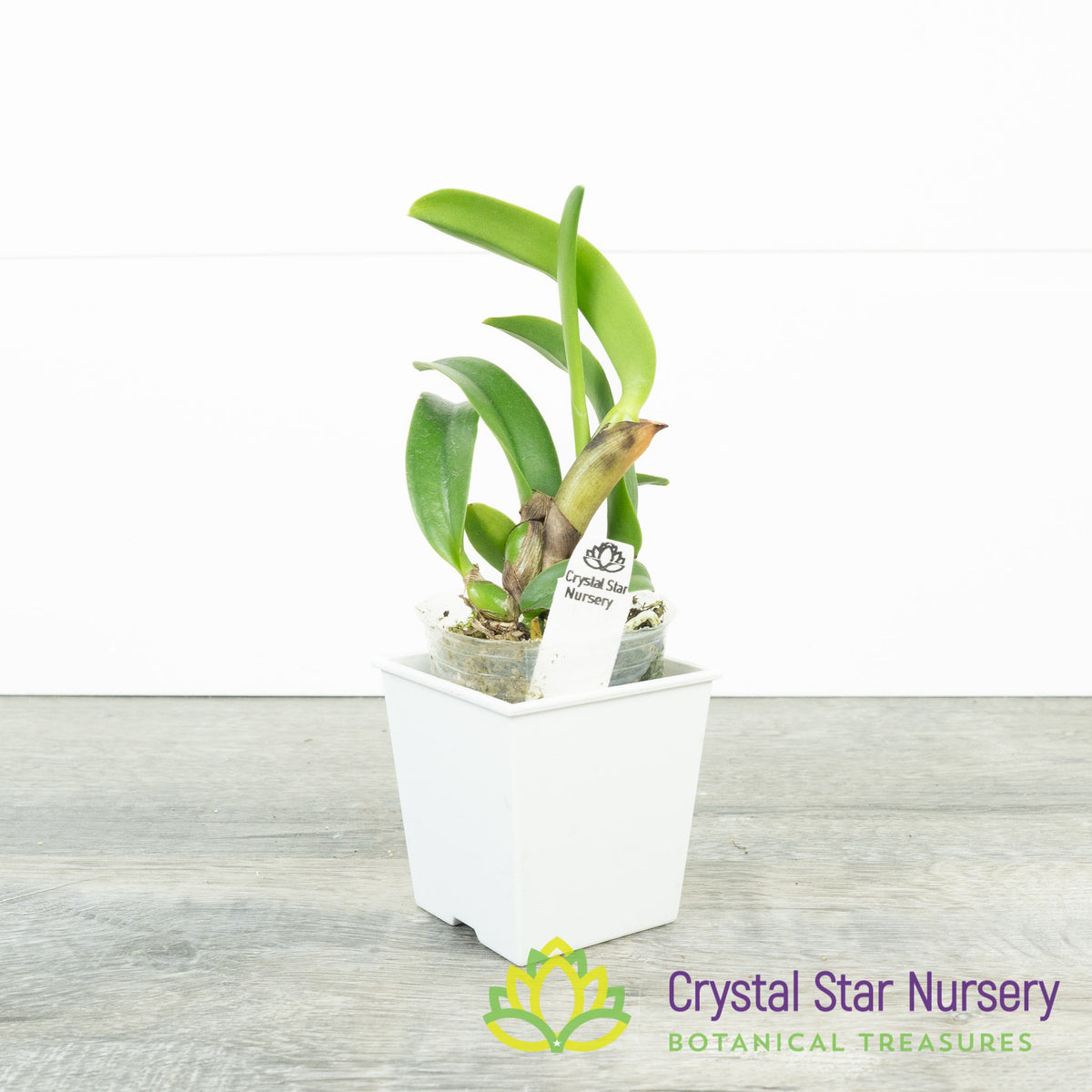 Cattleya Shinfong Little Love x Cernua