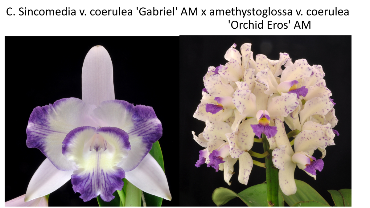 Cattleya Sincomedia coerulea &#39;Gabriel&#39; AM x Amethystoglossa v. Coerulea &#39;Orchid Eros&#39; AM