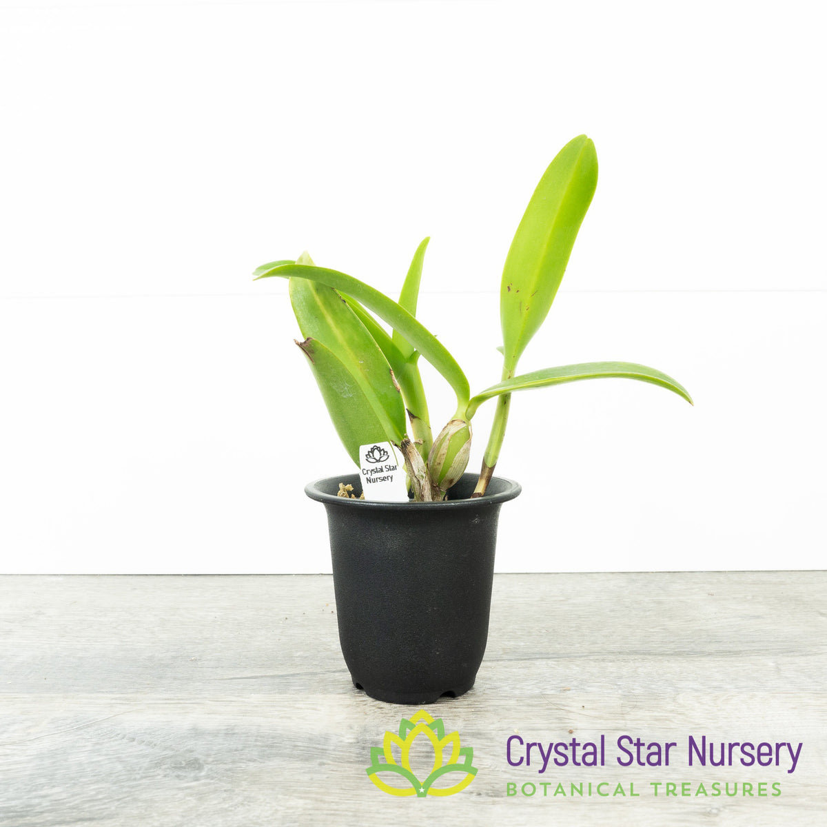 Cattleya Skinneri Coerulea 'My Blue Heaven' (D10)