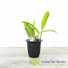 Cattleya Skinneri Coerulea 'My Blue Heaven' (D10)