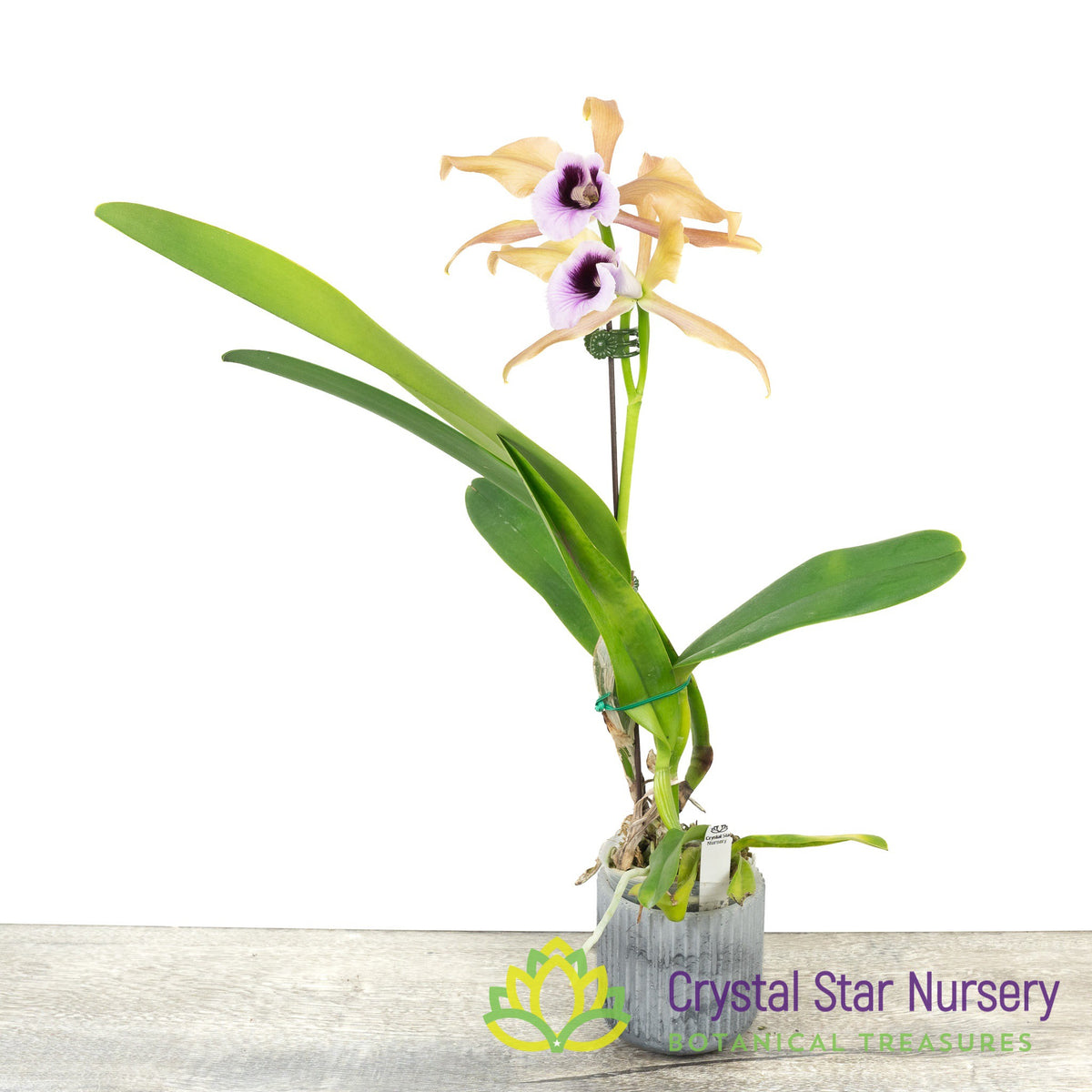 Cattleya Tenebrosa ‘Piping Rock’ x ‘Rainforest’ FCC/AOS