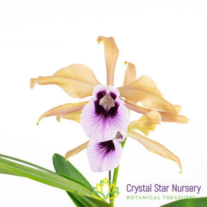 Cattleya Tenebrosa ‘Piping Rock’ x ‘Rainforest’ FCC/AOS