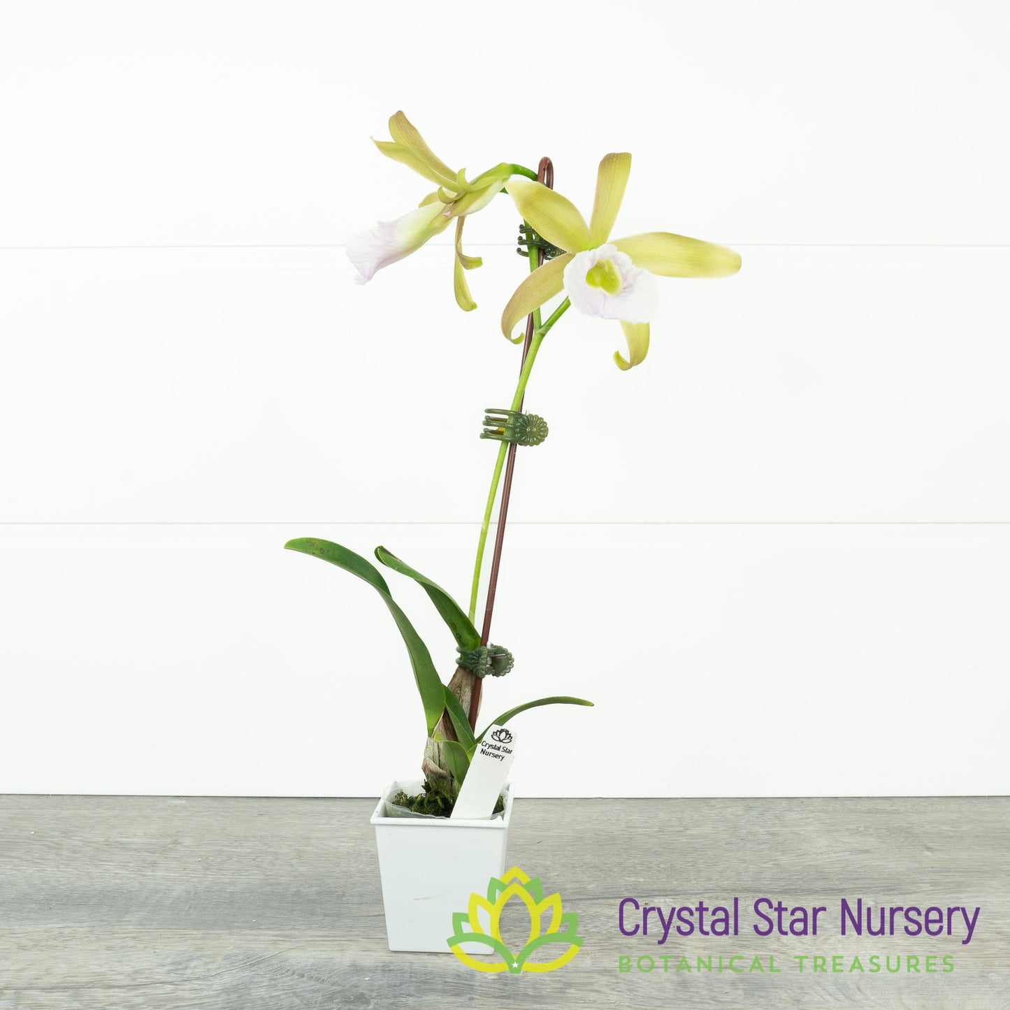Cattleya Tenebrosa 'Rain Forest' FCC/AOS x Encyclia Mariae (C2358)