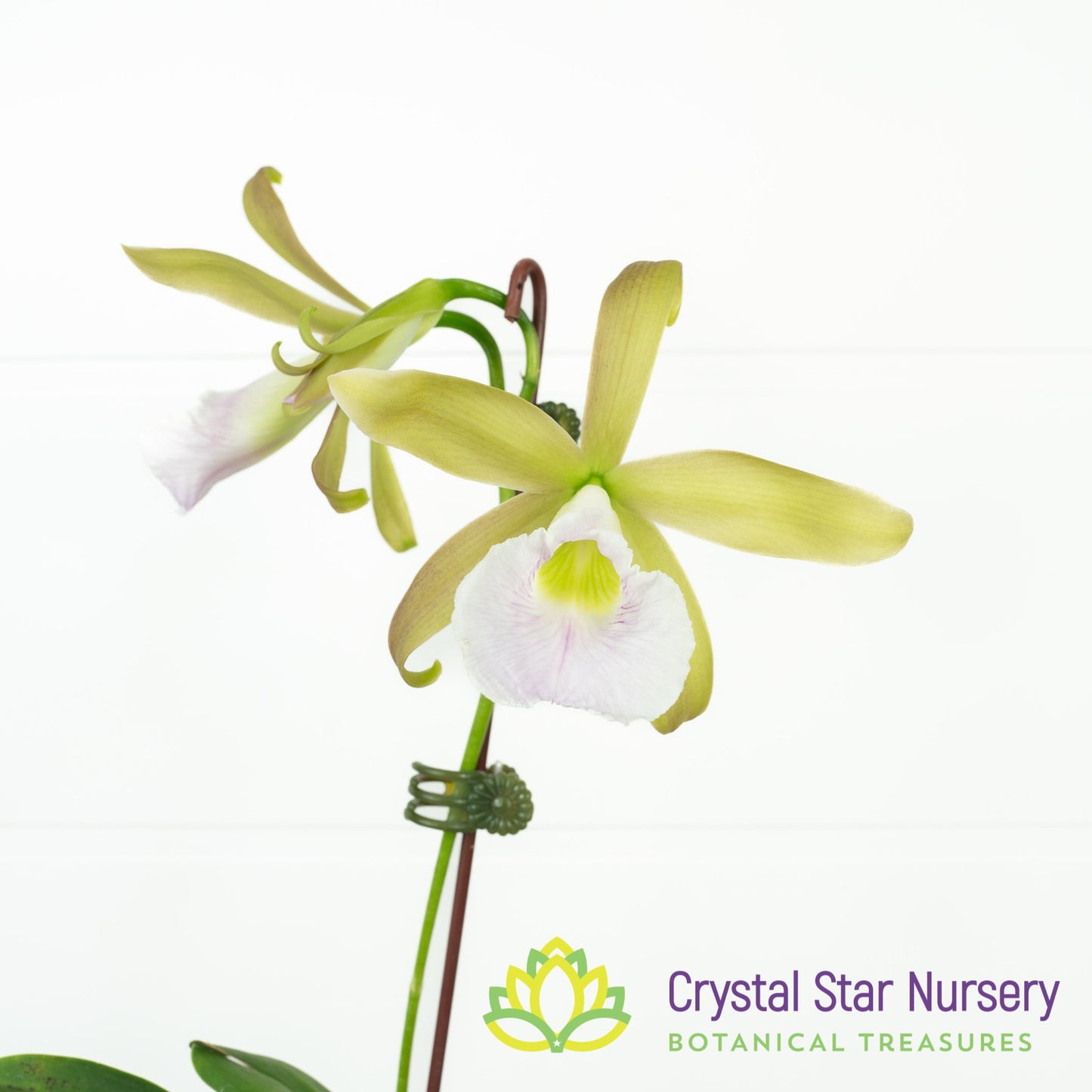 Cattleya Tenebrosa 'Rain Forest' FCC/AOS x Encyclia Mariae (C2358)