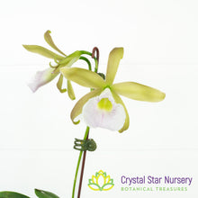 Cattleya Tenebrosa 'Rain Forest' FCC/AOS x Encyclia Mariae (C2358)