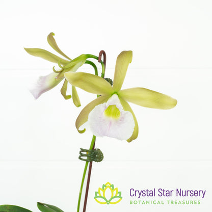 Cattleya Tenebrosa 'Rain Forest' FCC/AOS x Encyclia Mariae (C2358)