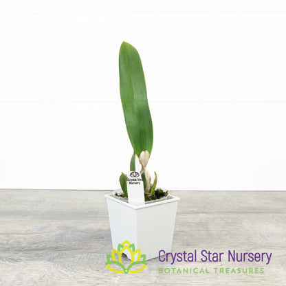 Cattleya Tenebrosa 'Rain Forest' FCC/AOS x Encyclia Mariae (C2358)