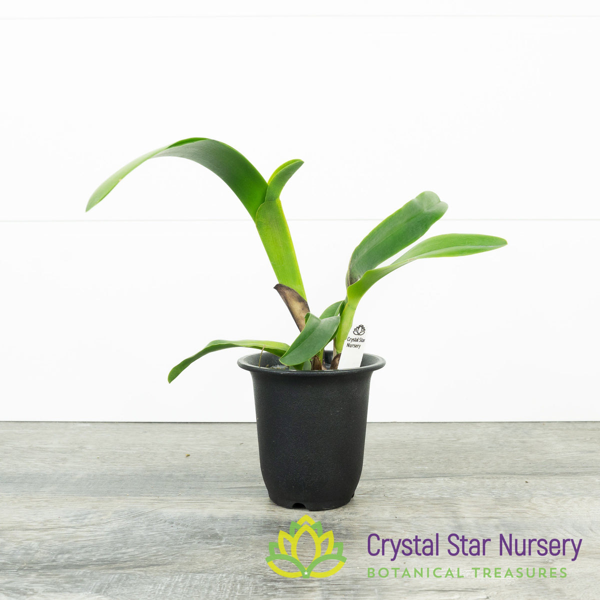 Cattleya Tenebrosa ‘Piping Rock’ x ‘Rainforest’ FCC/AOS