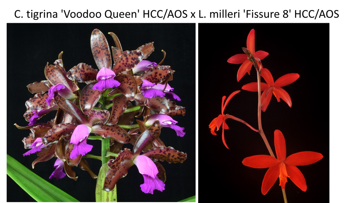 Cattleya Florence Lin