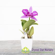Cattleya Tsiku Taiwan 'Alisun' X Alisun Flame 'Alisun' (#3)