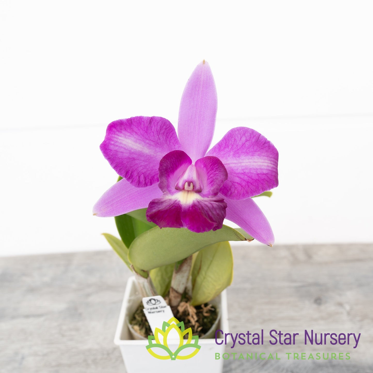 Cattleya Tsiku Taiwan 'Alisun' X Alisun Flame 'Alisun' (#3)