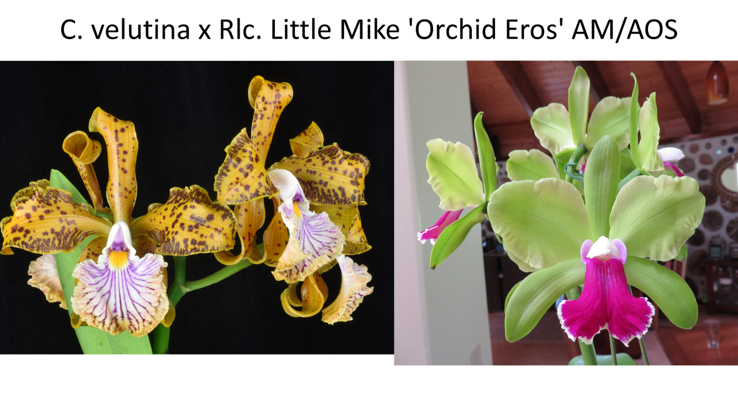 Cattleya Velutina x Rlc Little Mike 'Orchid Eros' FCC/AOS
