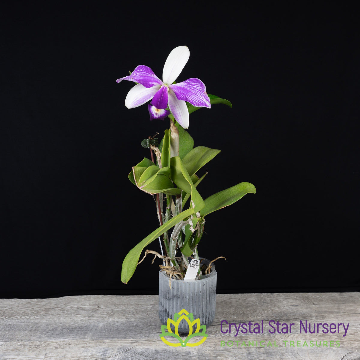 Cattleya Violacea var &#39;Flammea&#39; (#7)