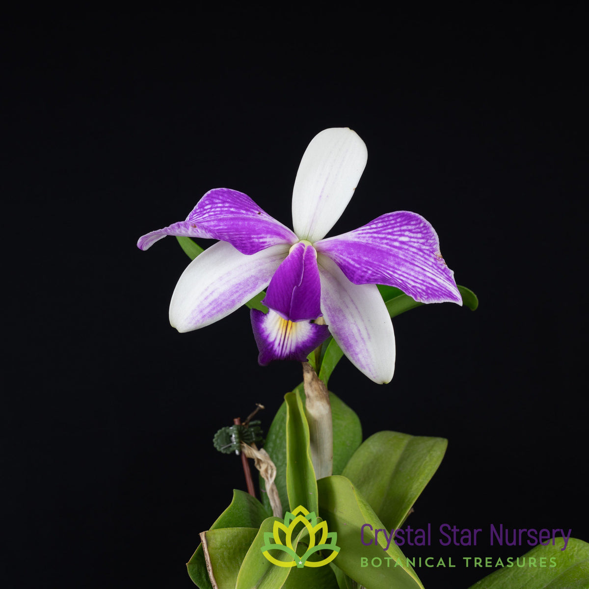 Cattleya Violacea var &#39;Flammea&#39; (#7)