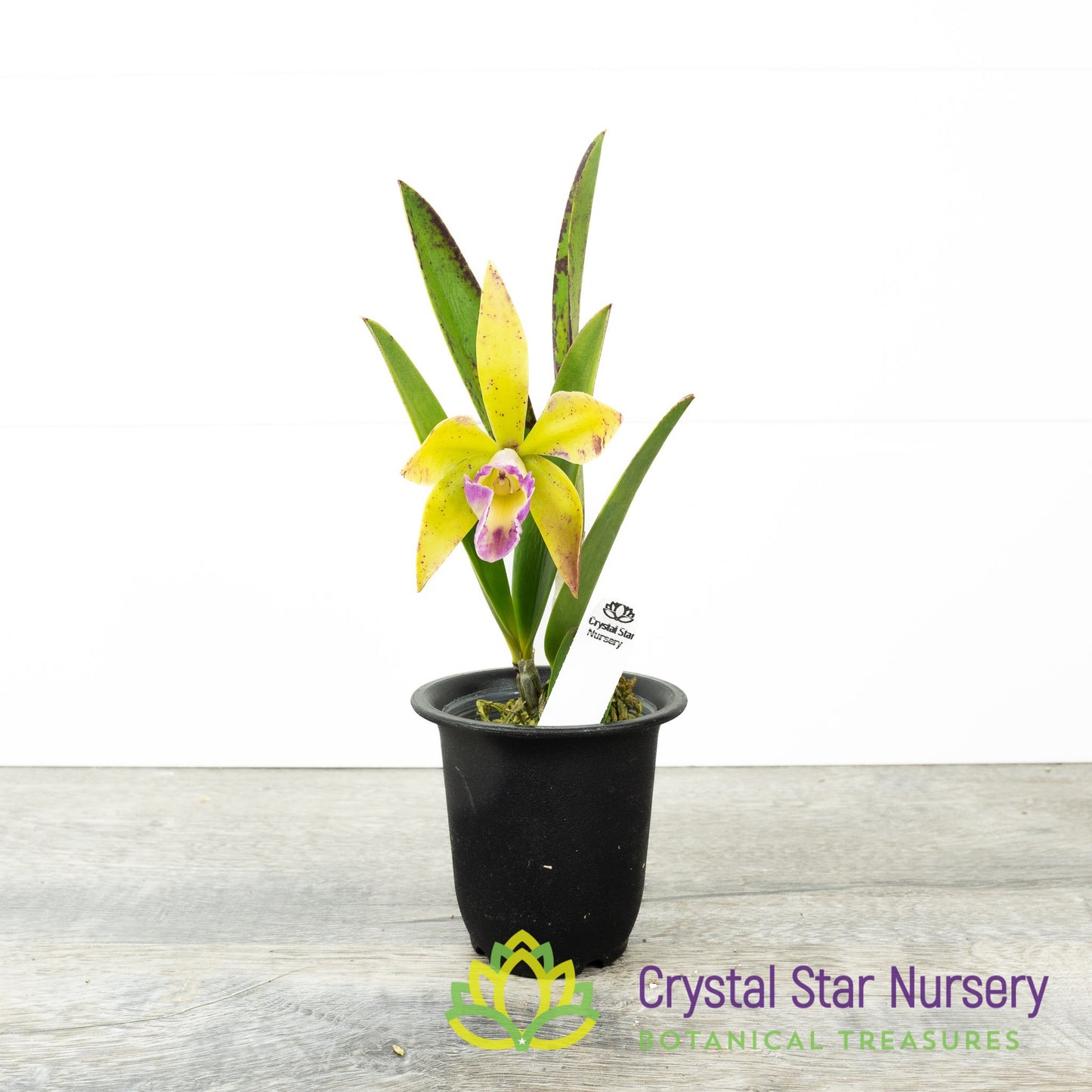 Cattleya Walter August 'Red Dots' x Green Veil 'Dressy' 4N (6893)