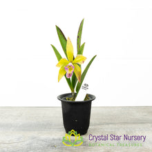 Cattleya Walter August 'Red Dots' x Green Veil 'Dressy' 4N (6893)