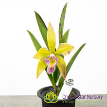 Cattleya Walter August 'Red Dots' x Green Veil 'Dressy' 4N (6893)