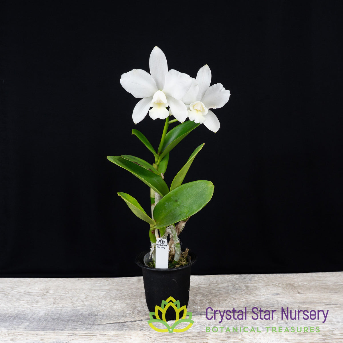 Cattleya White Bridal 'Yuki'