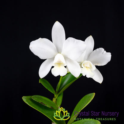 Cattleya White Bridal 'Yuki'