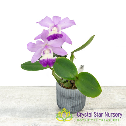 Cattleya White Bridal 'Yuki' x Blc Ho Hsing Walker