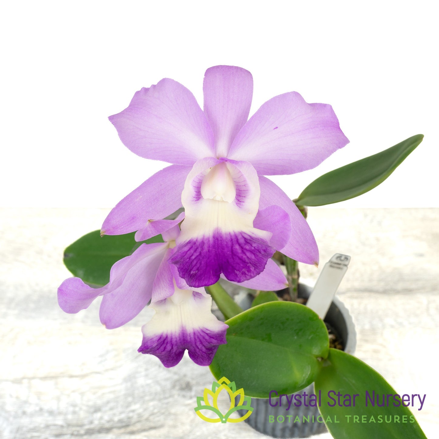 Cattleya White Bridal 'Yuki' x Blc Ho Hsing Walker