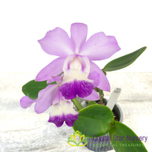 Cattleya White Bridal 'Yuki' x Blc Ho Hsing Walker