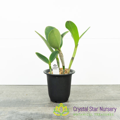 Cattleya YNS Green Leopard 'Caterpillar'