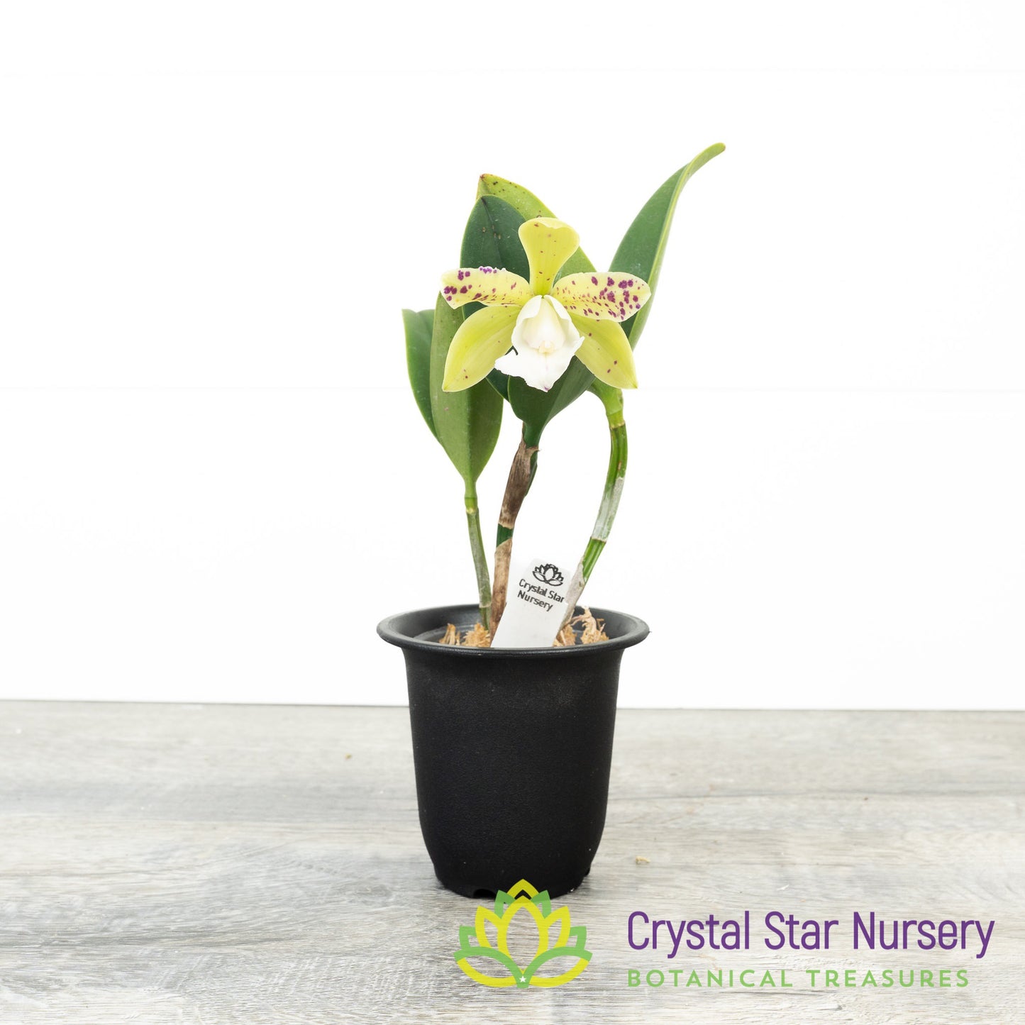 Cattleya YNS Green Leopard 'Caterpillar'