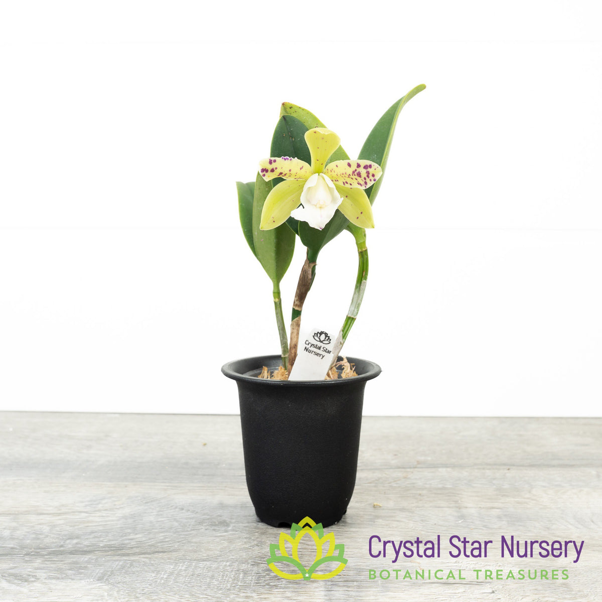 Cattleya YNS Green Leopard &#39;Caterpillar&#39;