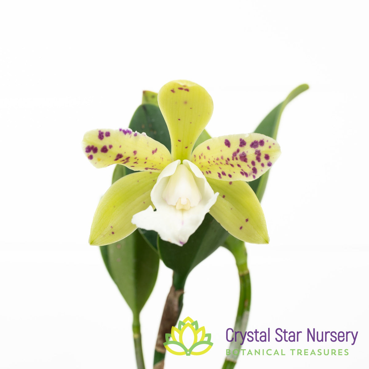 Cattleya YNS Green Leopard &#39;Caterpillar&#39;