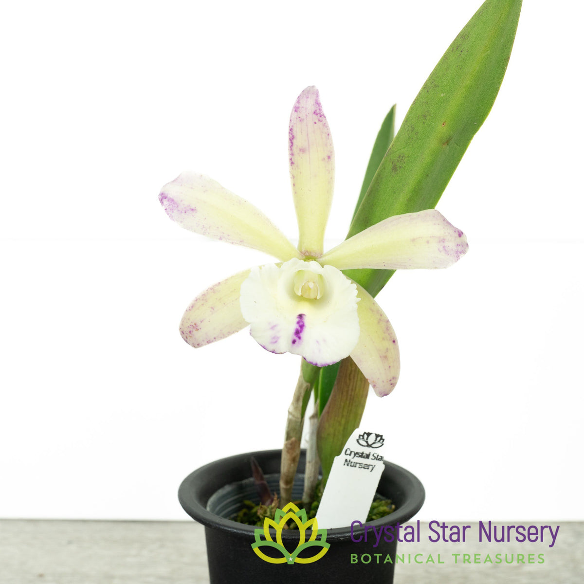 Cattleya Walter August 'Red Dots' x Green Veil 'Dressy' 4N (6893)