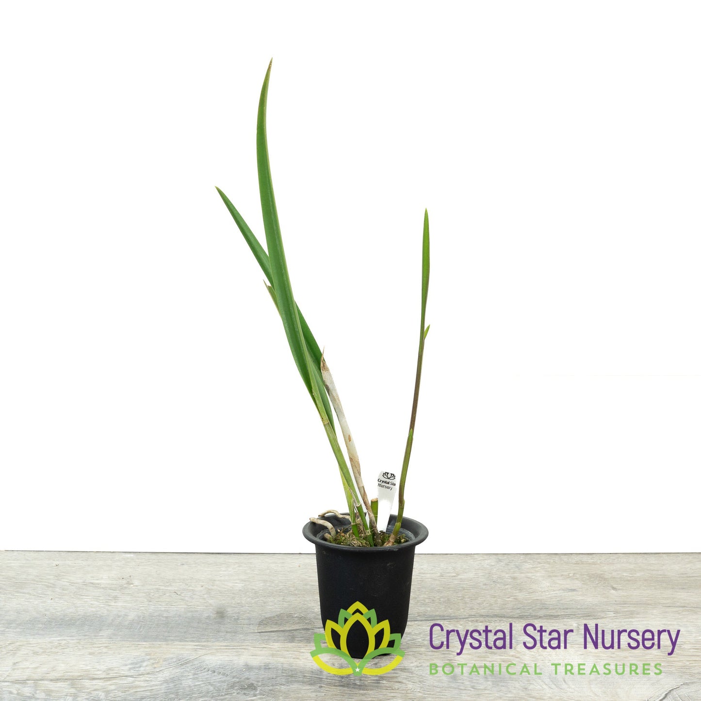 Cattleya tenebrosa X Brassavola cucullata