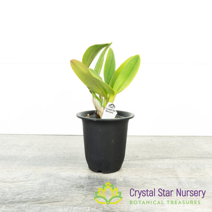 Cattlianthe Chian-Tzy Angel Land 'CT-Mesha' (CTA-563)