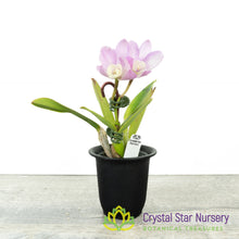Cattlianthe Chian-Tzy Angel Land 'CT-Mesha' (CTA-563)