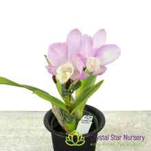 Cattlianthe Chian-Tzy Angel Land 'CT-Mesha' (CTA-563)