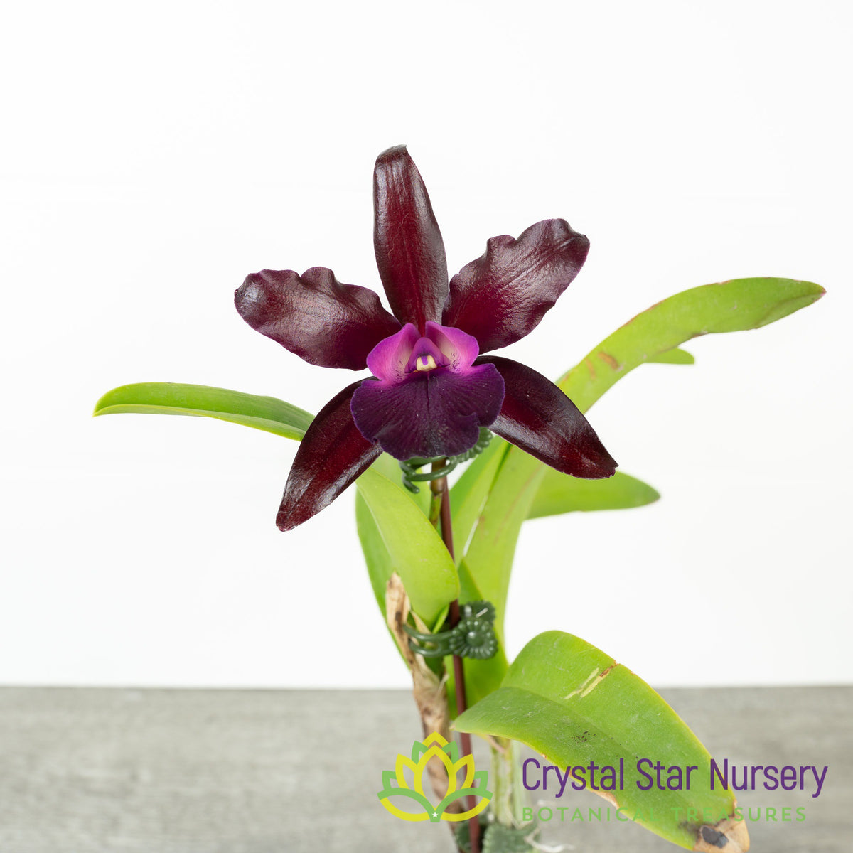Cattlianthe Netrasiri Waxy