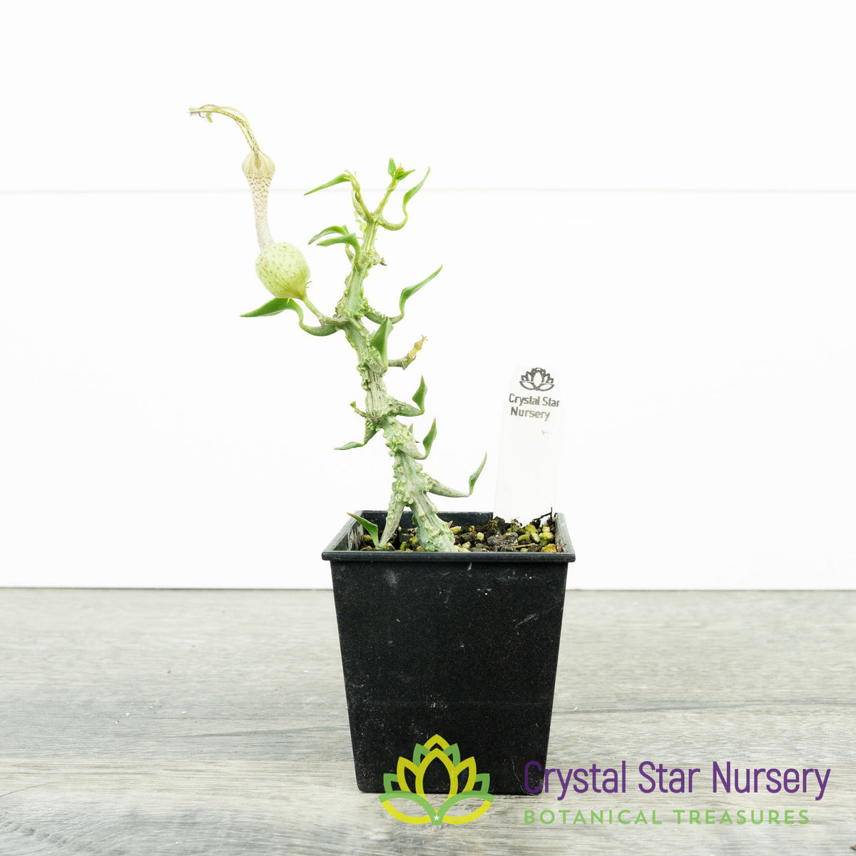 Ceropegia Simoneae &#39;Green Bizarre&#39;