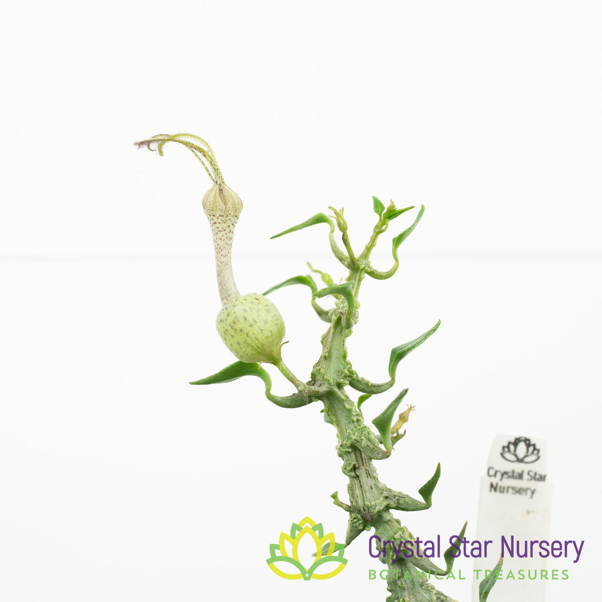 Ceropegia Simoneae &#39;Green Bizarre&#39;