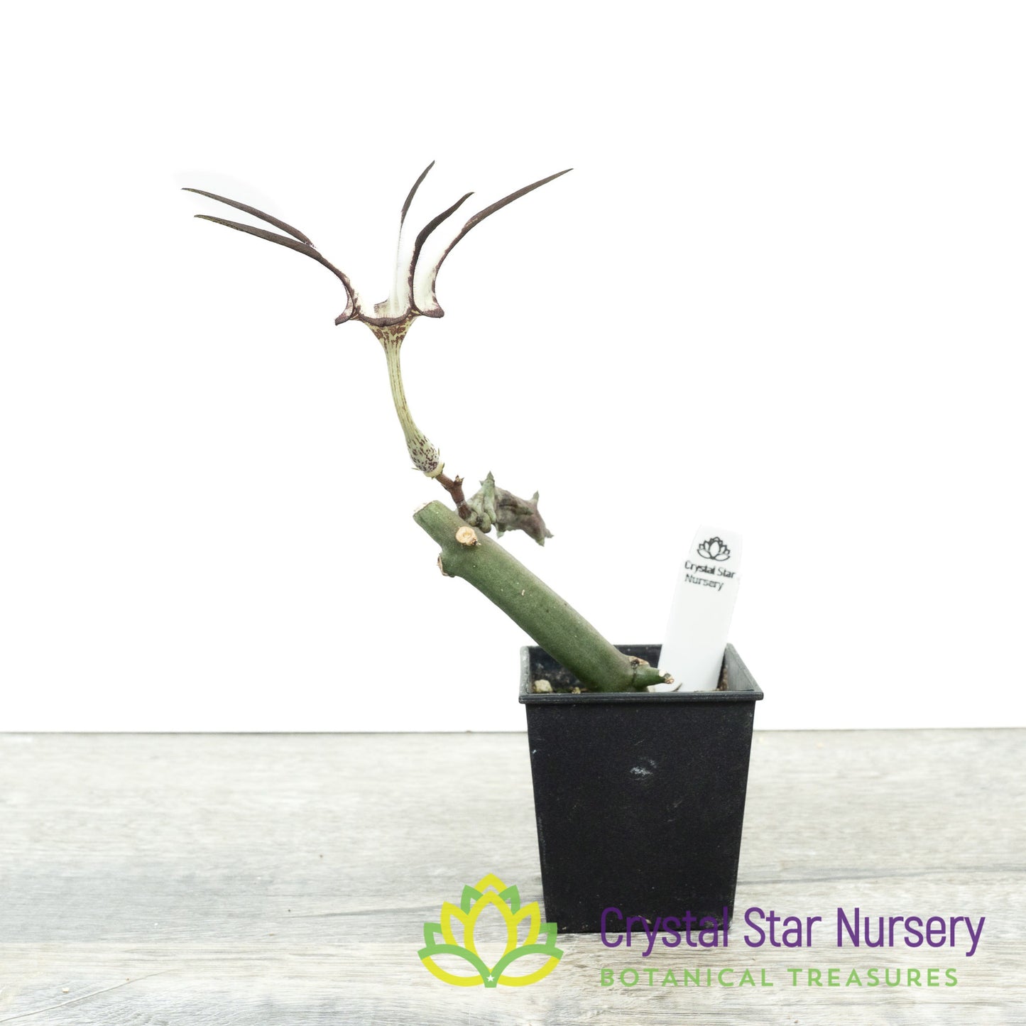 Ceropegia Stapeliiformis