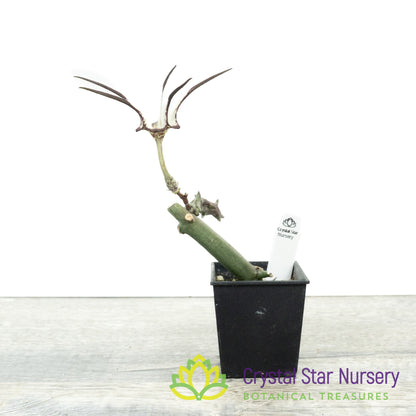 Ceropegia Stapeliiformis