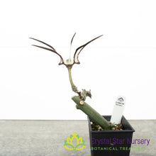 Ceropegia Stapeliiformis