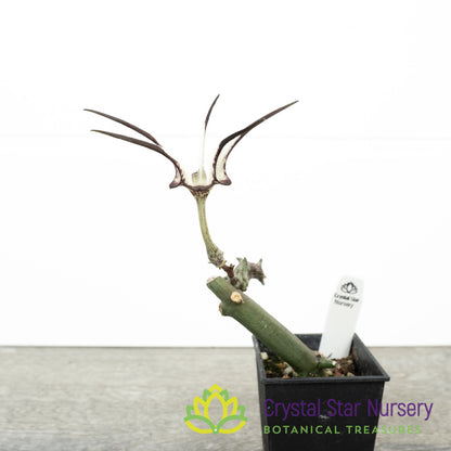 Ceropegia Stapeliiformis