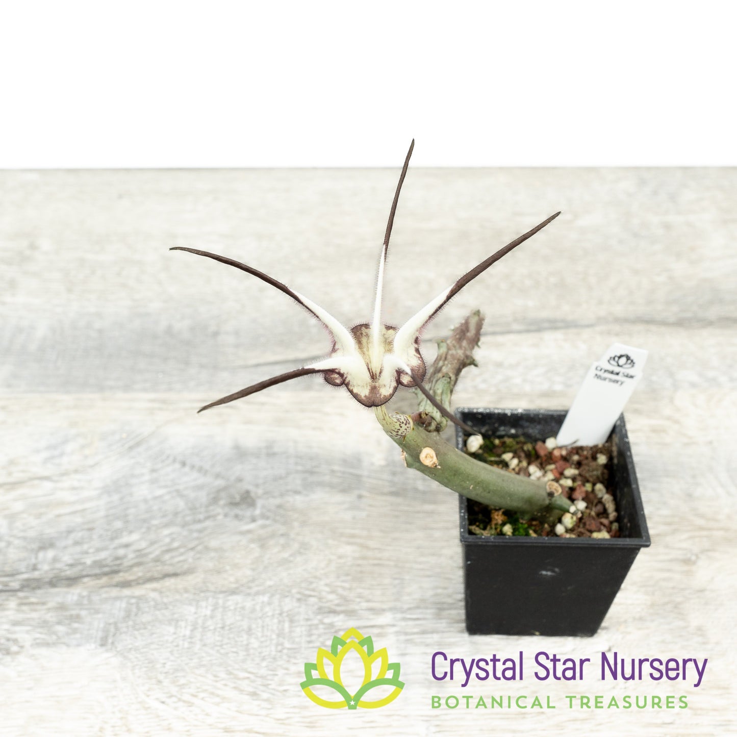Ceropegia Stapeliiformis