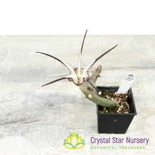 Ceropegia Stapeliiformis