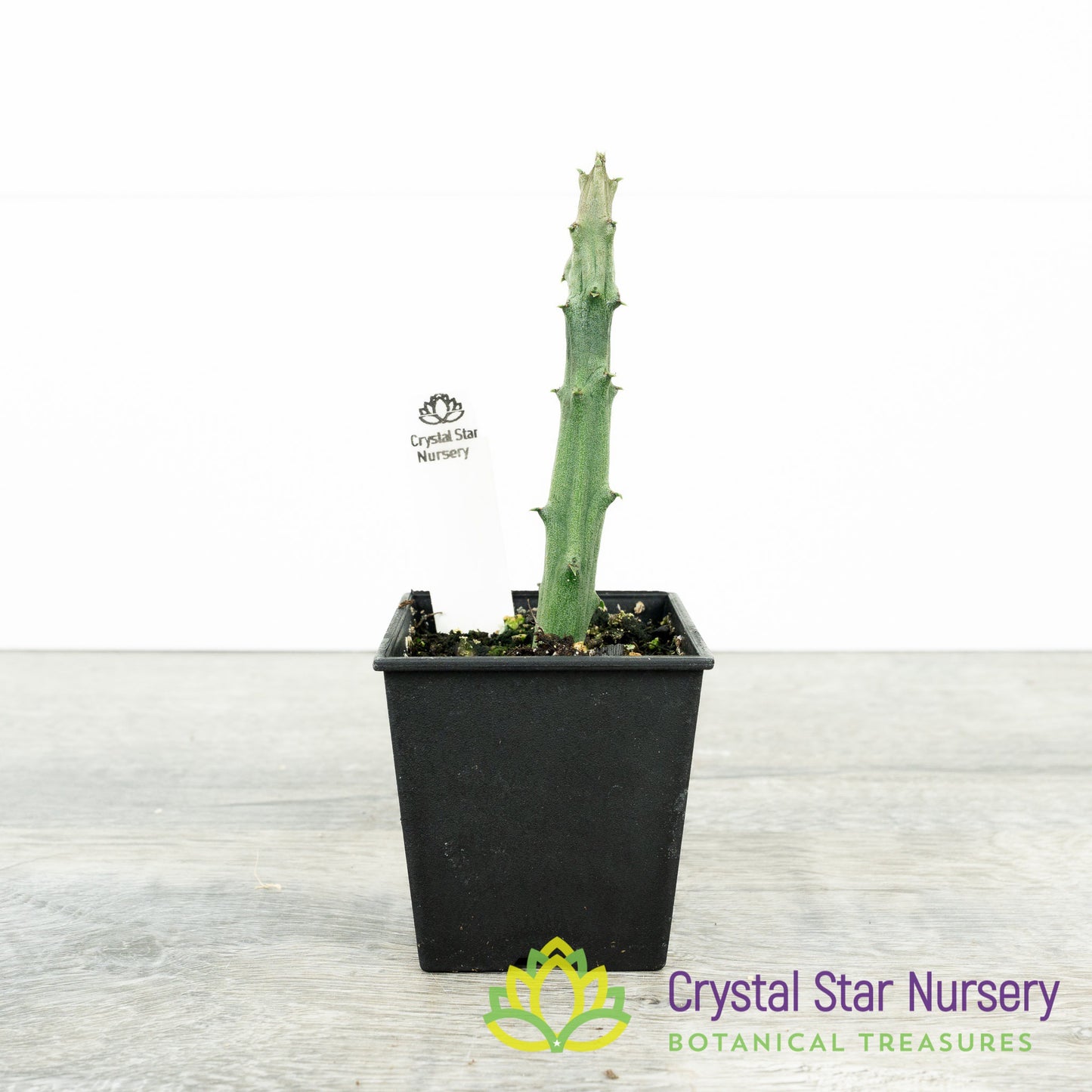 Ceropegia Stapeliiformis