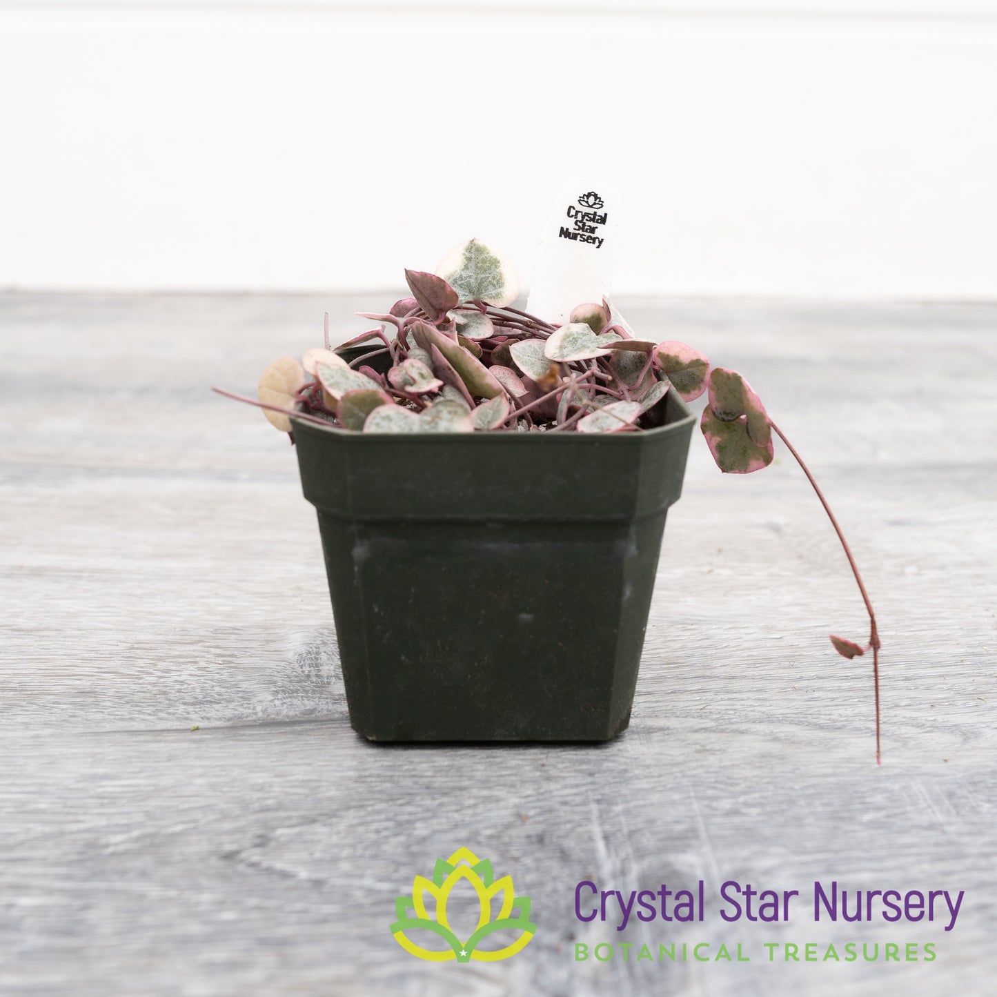 Ceropegia woodii Variegated String of Hearts