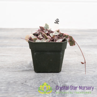 Ceropegia woodii Variegated String of Hearts