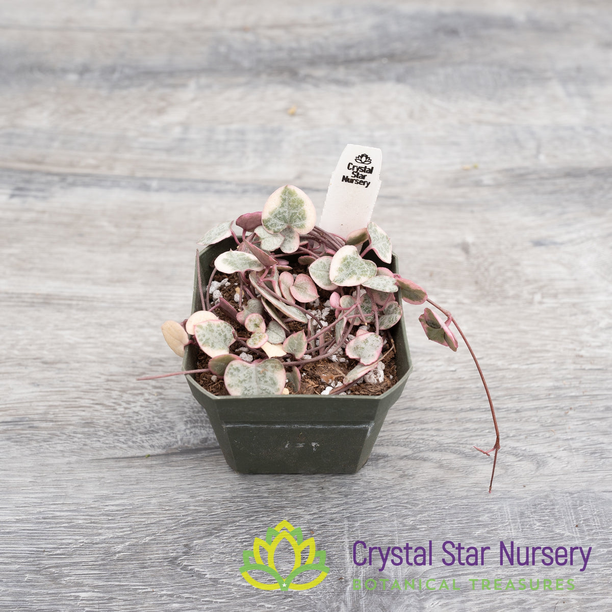 Ceropegia woodii Variegated String of Hearts